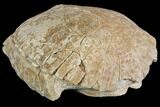 Fossil Tortoise (Stylemys) - Wyoming #143826-1